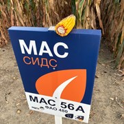 День поля МАС Сидс 19.08
